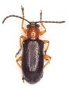 Oulema melanopus