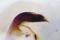 Oulema melanopus