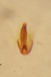 Oulema melanopus