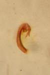 Oulema melanopus