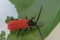 Platycis minutus