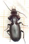 Pterostichus madidus