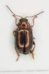 Crepidodera fulvicornis