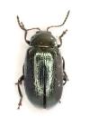 Phratora vulgatissima