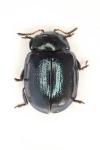 Plagiodera versicolora