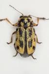 Pachybrachis