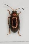 Crepidodera plutus