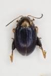 Chaetocnema semicoerulea