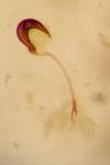 Pachybrachis