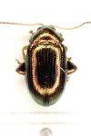 Crepidodera aurea