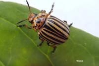 Leptinotarsa decemlineata