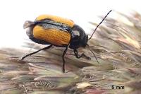 Cryptocephalus marginatus