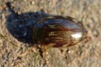 Laccophilus hyalinus