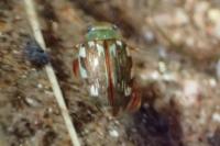 Laccophilus hyalinus