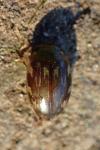 Laccophilus hyalinus