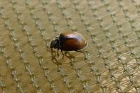 Scymnus suturalis