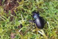 Carabus nemoralis