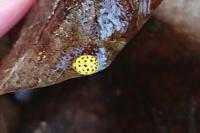 Psyllobora vigintiduopunctata