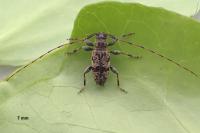 Leiopus femoratus