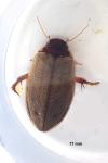 Colymbetes fuscus