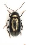 Phratora tibialis