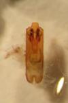 Phratora tibialis