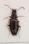 Syntomus obscuroguttatus