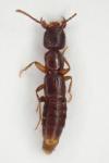 Medon brunneus