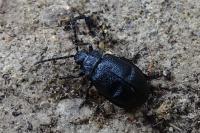 Galeruca tanaceti