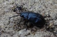 Galeruca tanaceti