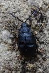 Galeruca tanaceti