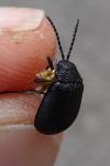 Galeruca tanaceti