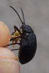 Galeruca tanaceti