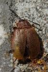 Galeruca pomonae
