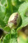 Cassida