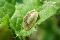 Cassida