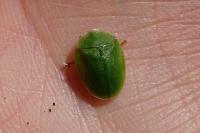 Cassida viridis