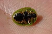 Cassida viridis