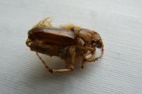 Amphimallon solstitiale