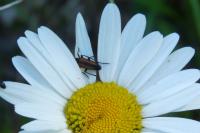 Stenurella melanura