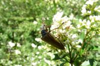 Stenocorus meridianus