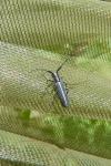 Agapanthia cardui