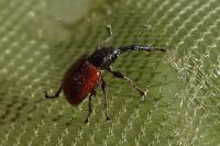 Tatianaerhynchites aequatus