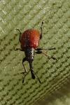 Tatianaerhynchites aequatus