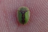 Cassida vibex