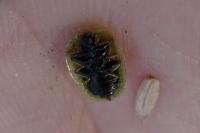 Cassida vibex