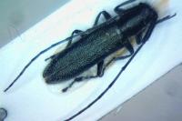 Agapanthia intermedia