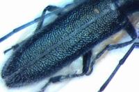 Agapanthia intermedia
