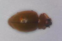 Rhyzobius litura