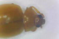 Rhyzobius litura